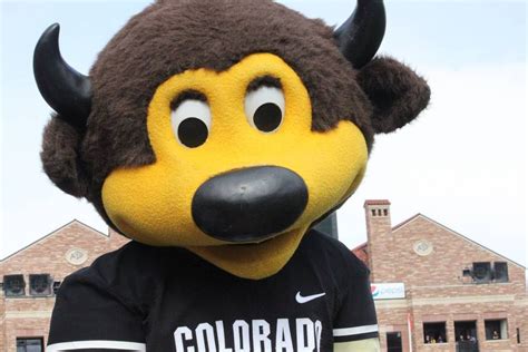 Chip's Connections: How the Colorado Buffaloes Mascot Brought People Together